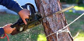 Trusted East Rockingham, NC Tree Removal Services Experts