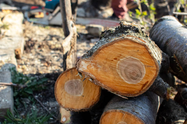 Best Tree Trimming and Pruning  in East Rockingham, NC