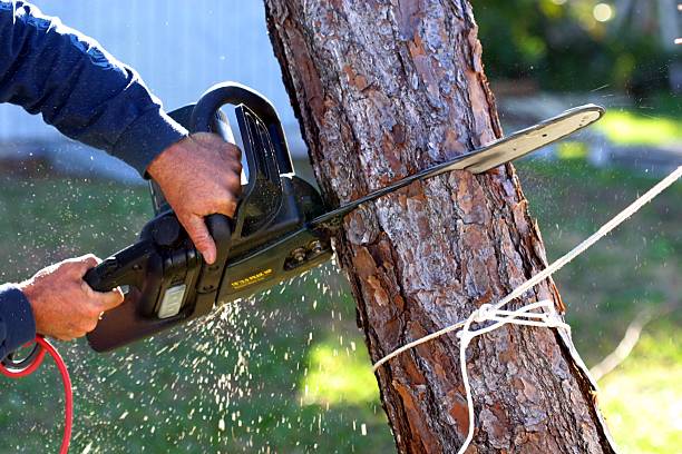 How Our Tree Care Process Works  in  East Rockingham, NC