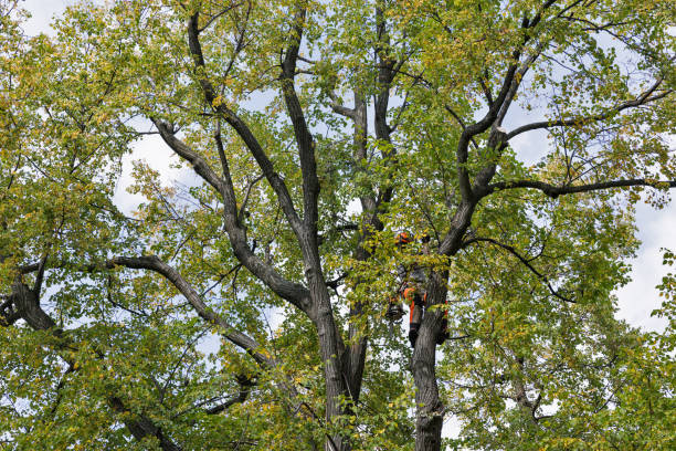 Best Commercial Tree Services  in East Rockingham, NC